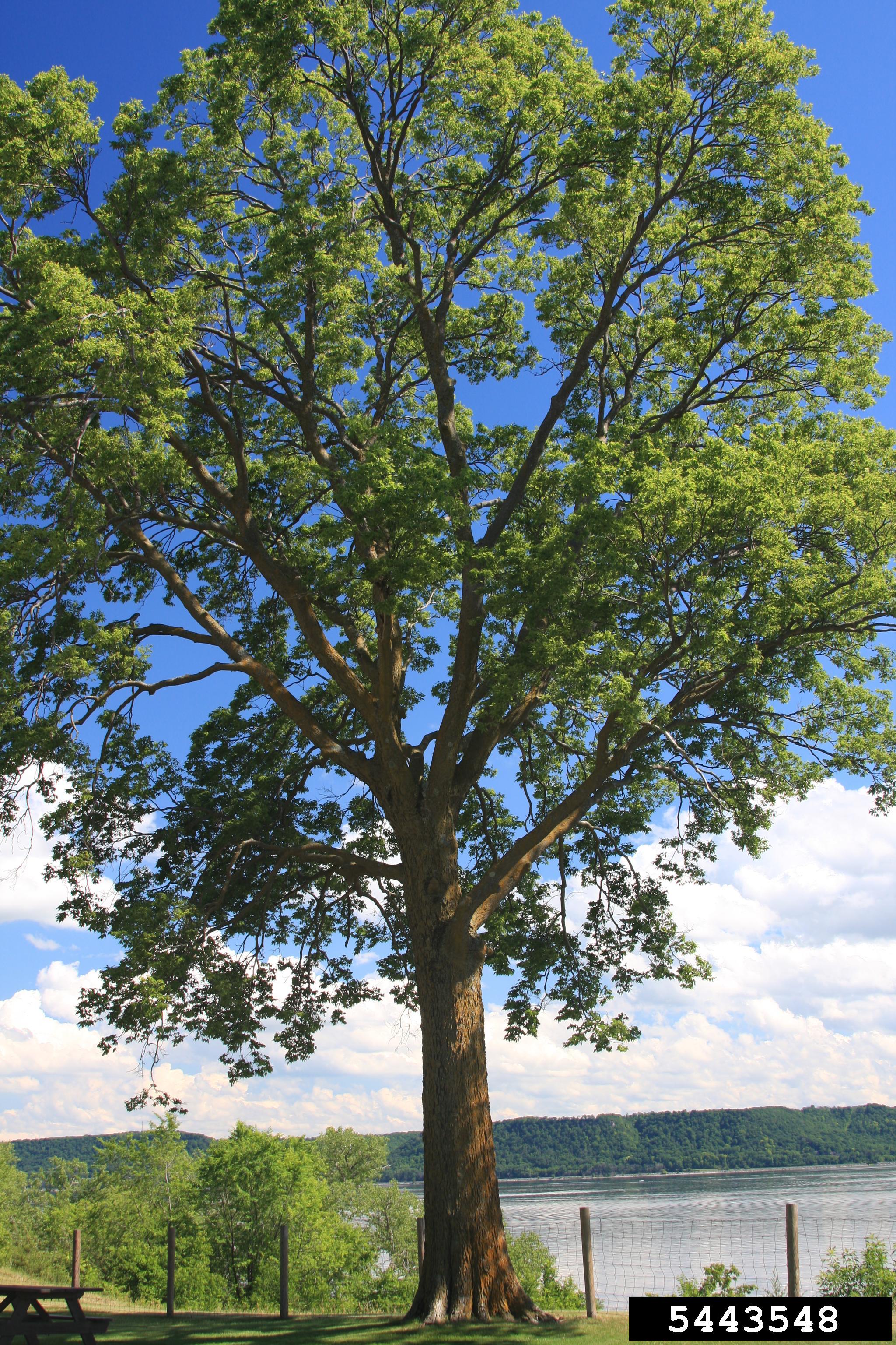 Native trees deals to kansas